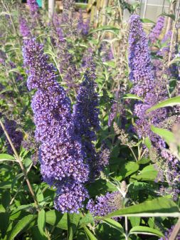 Schmetterlingsstrauch-Buddleia davidii Ellens Blue